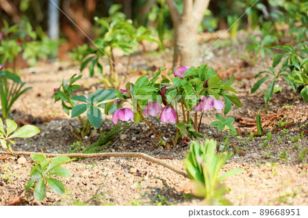 聖誕玫瑰鮮花 聖誕玫瑰鮮花 89668951