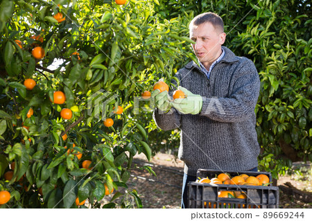 Portrait of adult man in sweater harvesting tangerines on organic plantation 89669244
