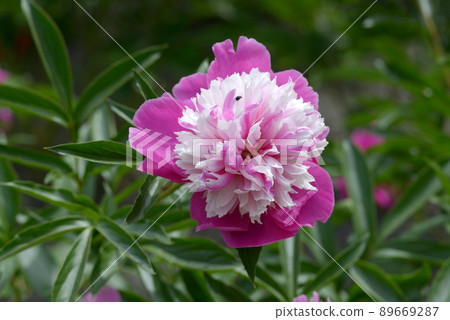 名人牡丹 89669287