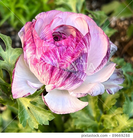 毛茛、條紋毛茛、花狐牡丹、毛茛、雙色、雙色花瓣 89669288