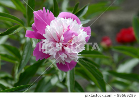 名人牡丹 89669289