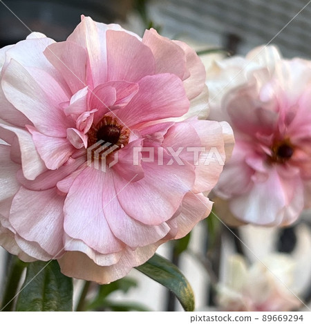 毛茛,毛茛lux系列,粉紅色花朵,長花,古色古香的花朵 毛茛,毛茛lux系列,粉紅色花朵,長花,古色古香的花朵 89669294