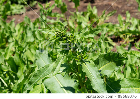 Rumex japonicus (Rumex japonicus) Crude drug name: Youteikon (Yoteikon) 89669370