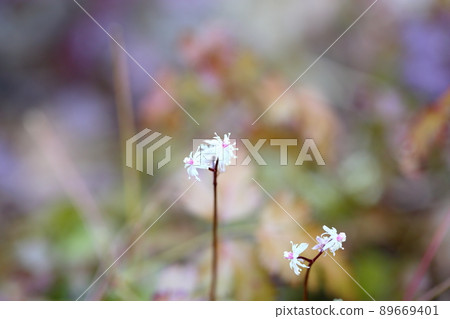 Seri bauren flowers Seri bauren flowers 89669401