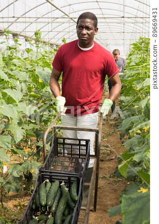 African American farmer carrying wheelbarrow with cucumbers African American farmer carrying wheelbarrow with cucumbers 89669431