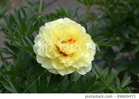 Bart Zera Peony Bart Zera Peony 89669455