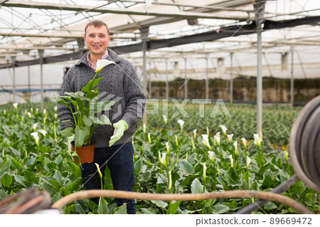 Male gardener holding pot with calla while gardening Male gardener holding pot with calla while gardening 89669472