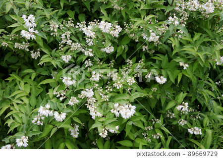 Ugi flowers 89669729