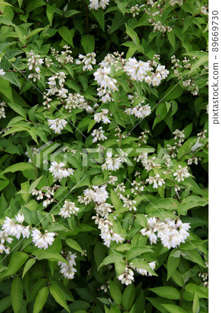 Ugi flowers 89669730