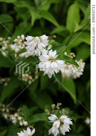 Ugi flowers 89669731