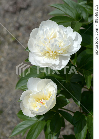 Hanakoden Peony 89669815