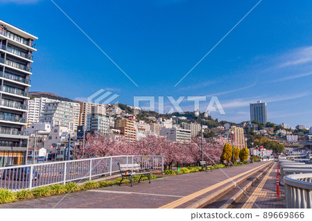 (靜岡縣)熱海水上公園的一排櫻花樹和酒店區 (靜岡縣)熱海水上公園的一排櫻花樹和酒店區 89669866