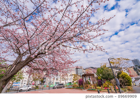 （靜岡縣）熱海水上公園的一排櫻花樹和酒店區 89669909