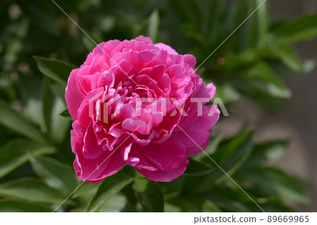 Peony Peony 89669965