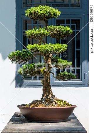 Bonsai tree in a park on a sunny day in Baihuatan public park, Chengdu, Sichuan province, China 89669975
