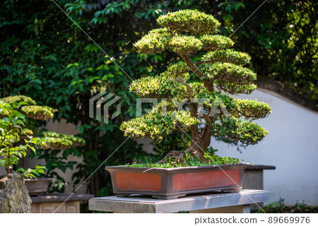 Bonsai tree in a park on a sunny day in Baihuatan public park, Chengdu, Sichuan province, China Bonsai tree in a park on a sunny day in Baihuatan public park, Chengdu, Sichuan province, China 89669976