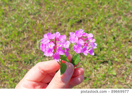 馬纓丹紫花手 馬纓丹紫花手 89669977