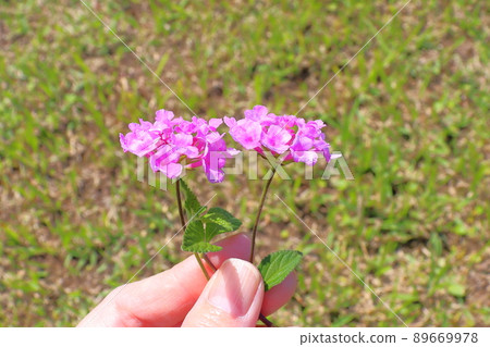 馬纓丹紫花手 馬纓丹紫花手 89669978