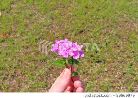 馬纓丹紫花手 馬纓丹紫花手 89669979