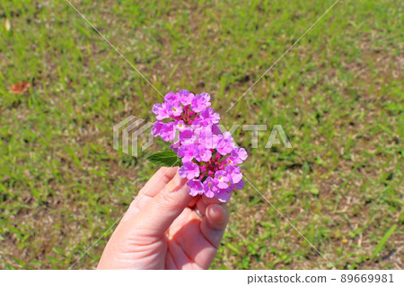 馬纓丹紫花手 馬纓丹紫花手 89669981