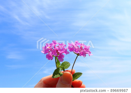 馬纓丹紫花手 馬纓丹紫花手 89669987