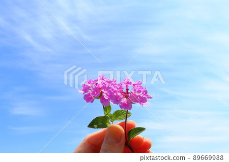 馬纓丹紫花手 89669988