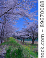 Sakura and rape blossoms that decorate the riverside Part 1 Sakura and rape blossoms that decorate the riverside Part 1 89670088