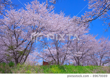 裝飾河邊的櫻花和油菜花第 2 部分 裝飾河邊的櫻花和油菜花第 2 部分 89670089