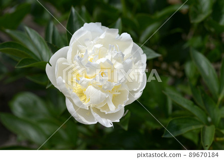 Snow White Peony Snow White Peony 89670184