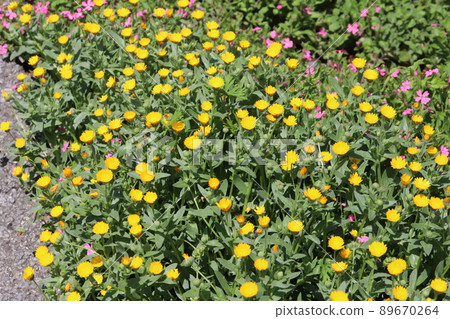 Yellow flowers of daisies blooming in the Japanese garden in spring Yellow flowers of daisies blooming in the Japanese garden in spring 89670264