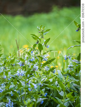 Beautiful blue flowers of Symphytum caucasicum, also known as Caucasian comfrey, blooming in spring park Beautiful blue flowers of Symphytum caucasicum, also known as Caucasian comfrey, blooming in spring park 89670338