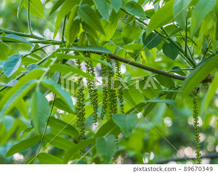 Branch with fresh green leaves of Juglans mandshurica, Manchurian walnut. 89670349