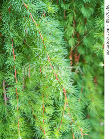 Young branches of larch. Closeup of green larch young needles. Young branches of larch. Closeup of green larch young needles. 89670366