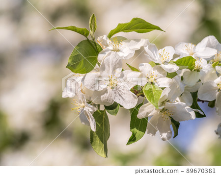 White blossoming apple trees. White apple tree flowers White blossoming apple trees. White apple tree flowers 89670381