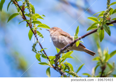 Common chiffchaff, lat. phylloscopus collybita, sitting on branch of bush in spring and looking for food Common chiffchaff, lat. phylloscopus collybita, sitting on branch of bush in spring and looking for food 89670403