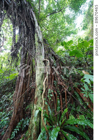 沖繩谷的山谷 89670465