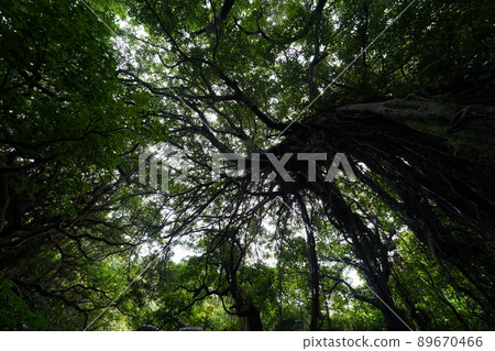 Okinawa valley of valley 89670466