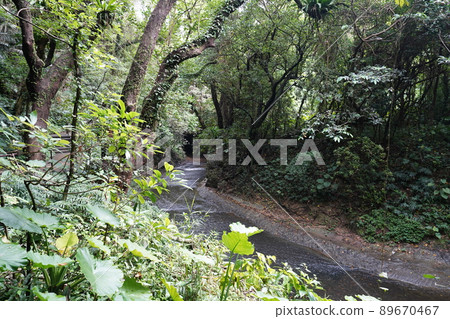 Okinawa valley of valley 89670467