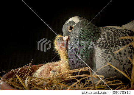 homing pigeon feeding crop milk to new born pigeon in home nest homing pigeon feeding crop milk to new born pigeon in home nest 89670513