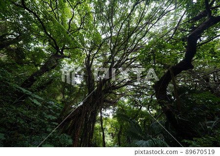 Okinawa valley of valley 89670519