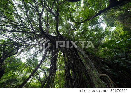 Okinawa valley of valley Okinawa valley of valley 89670521