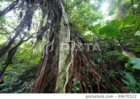 Okinawa valley of valley Okinawa valley of valley 89670522