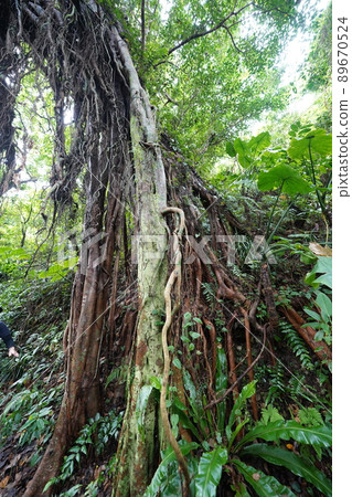 Okinawa valley of valley 89670524