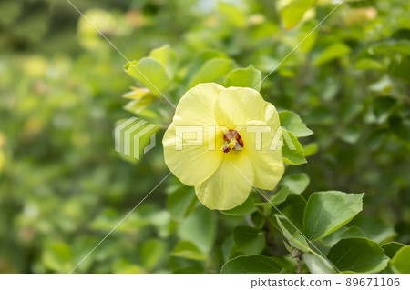 Hamabou Hamabou 89671106