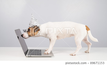 Jack Russell Terrier dog in a tinfoil hat and glasses works at a laptop.  89671153