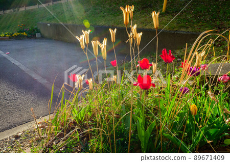 在陽光下閃耀的花朵，復活節百合，鬱金香，4 月 1 日，日本寶塚 89671409