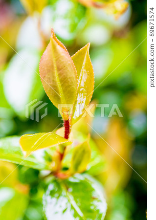 Fresh green buds shining in the rain Fresh green buds shining in the rain 89671574