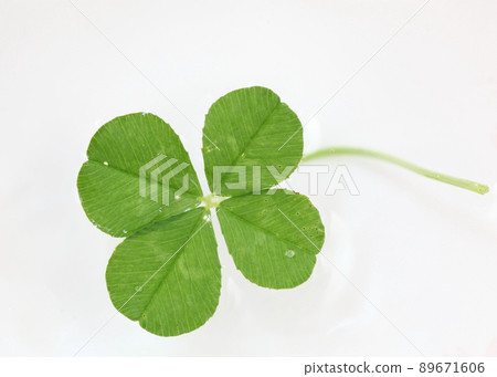 Four-leaf clover floating on the water 89671606