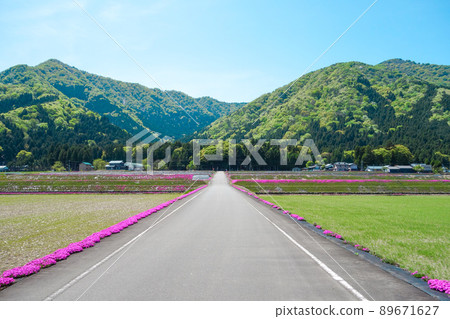 藍天山苔福祿考直路 藍天山苔福祿考直路 89671627