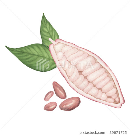 Ripe pink cocoa pod with ruby beans isolated on white background. Watercolor hand drawn illustration. Art for chocolate Ripe pink cocoa pod with ruby beans isolated on white background. Watercolor hand drawn illustration. Art for chocolate 89671725